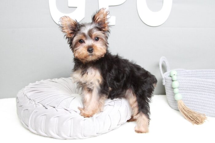 Lysa- Cute ACA Female Yorkie - Image 6