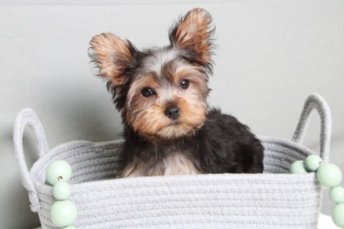 Lysa- Cute ACA Female Yorkie - Image 5