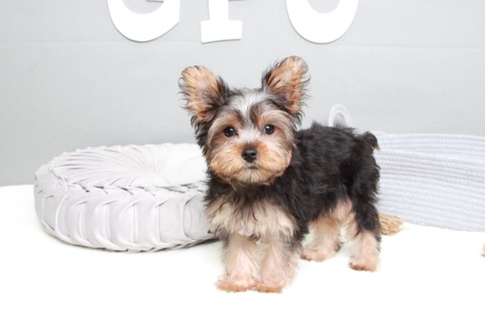 Lysa- Cute ACA Female Yorkie - Image 4