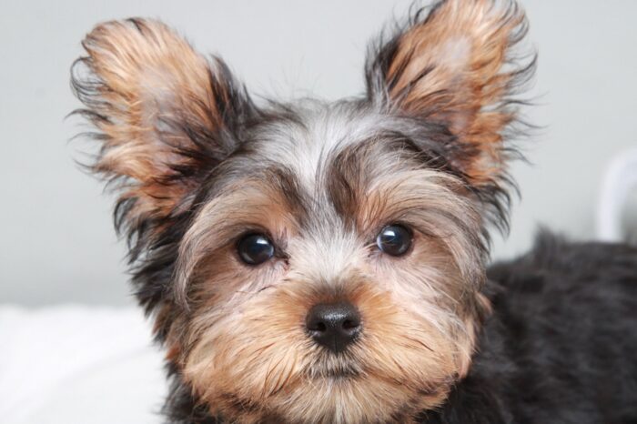 Lysa- Cute ACA Female Yorkie - Image 3