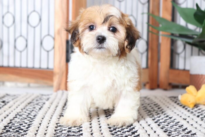 Mabel - Adorable Female Teddy Bear Puppy