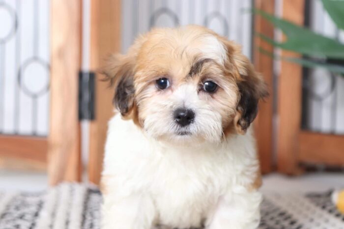 Mabel - Adorable Female Teddy Bear Puppy - Image 2