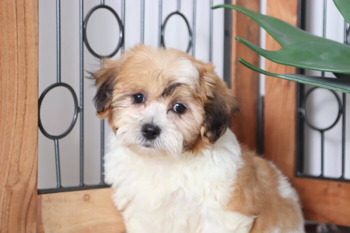 Mabel - Adorable Female Teddy Bear Puppy - Image 3