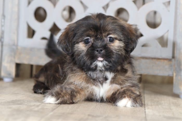 Macy - Benevolent Shih-Tzu