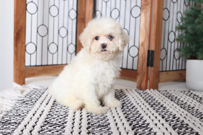 Macy - Affectionate Female Shih-Poo Puppy
