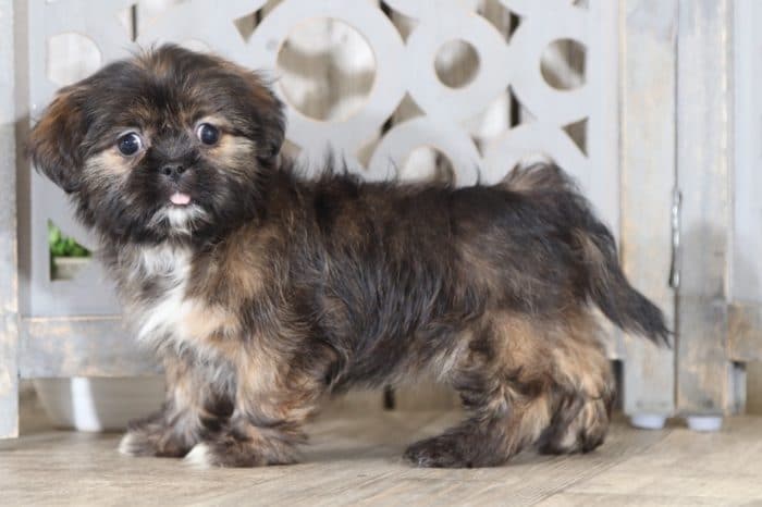 Macy - Benevolent Shih-Tzu - Image 4