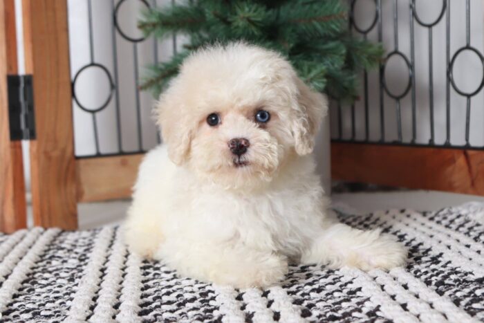 Macy - Affectionate Female Shih-Poo Puppy - Image 2