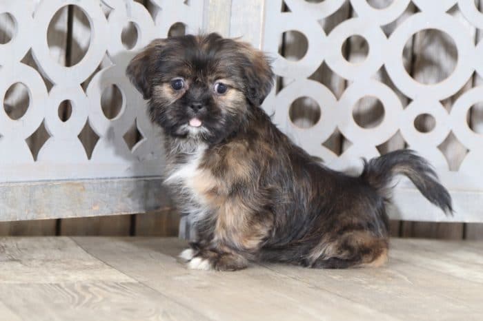 Macy - Benevolent Shih-Tzu - Image 2