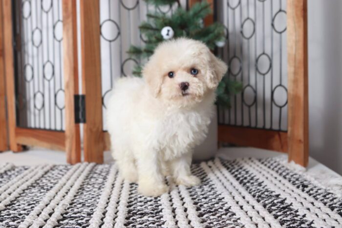 Macy - Affectionate Female Shih-Poo Puppy - Image 3