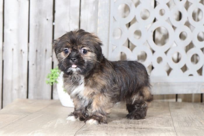 Macy - Benevolent Shih-Tzu - Image 3