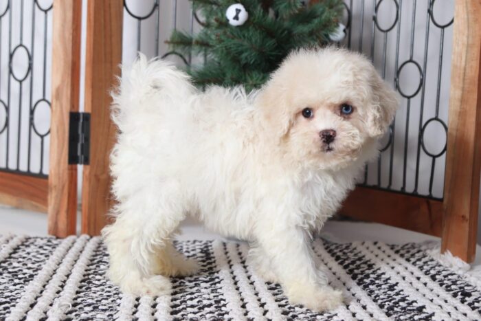 Macy - Affectionate Female Shih-Poo Puppy - Image 4