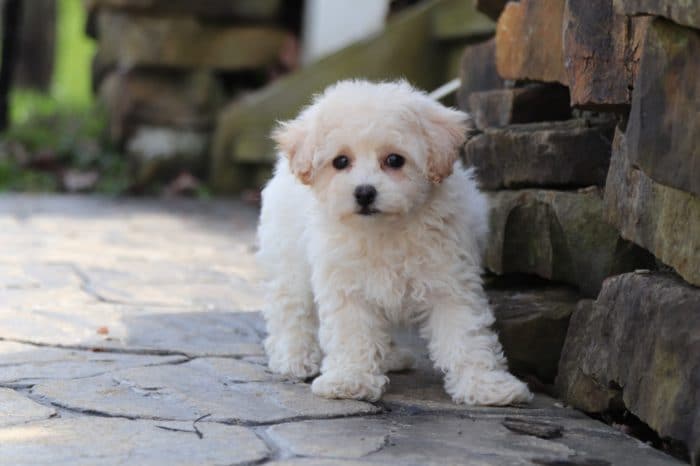 Maddie- Benevolent Poochon