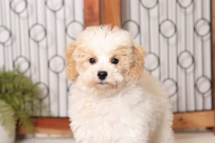 Maddie  - Beautiful Little ACA Female Moyan Poodle Puppy - Image 2