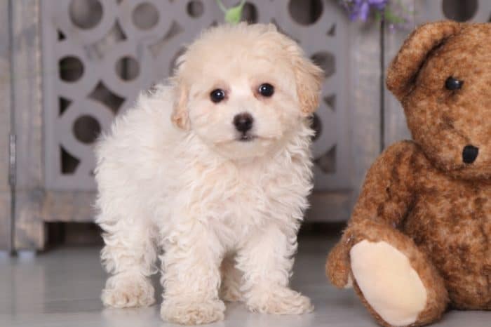 Maddie- Benevolent Poochon - Image 4