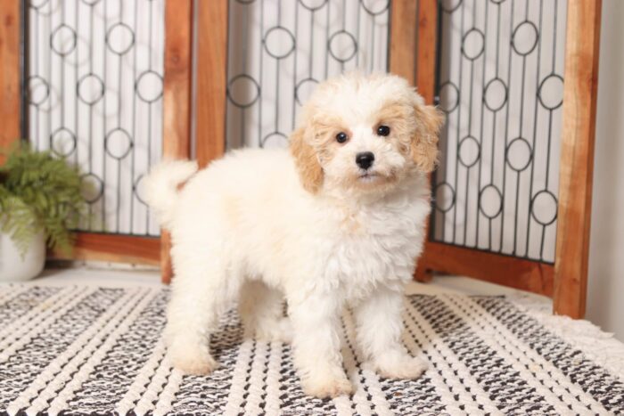 Maddie  - Beautiful Little ACA Female Moyan Poodle Puppy - Image 3