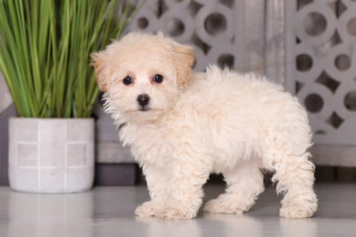 Maddie- Benevolent Poochon - Image 5