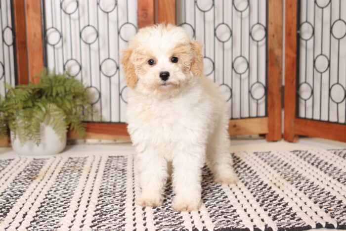 Maddie  - Beautiful Little ACA Female Moyan Poodle Puppy - Image 4