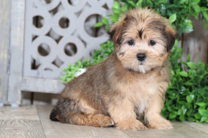 Mae - Sweet Shorkie Puppy