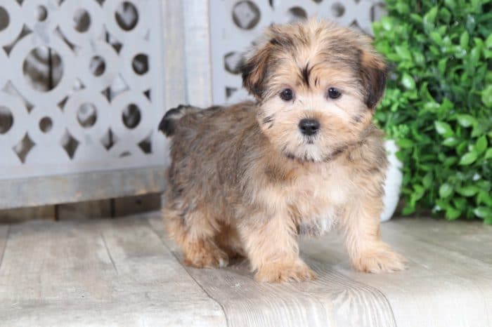 Mae - Sweet Shorkie Puppy - Image 2