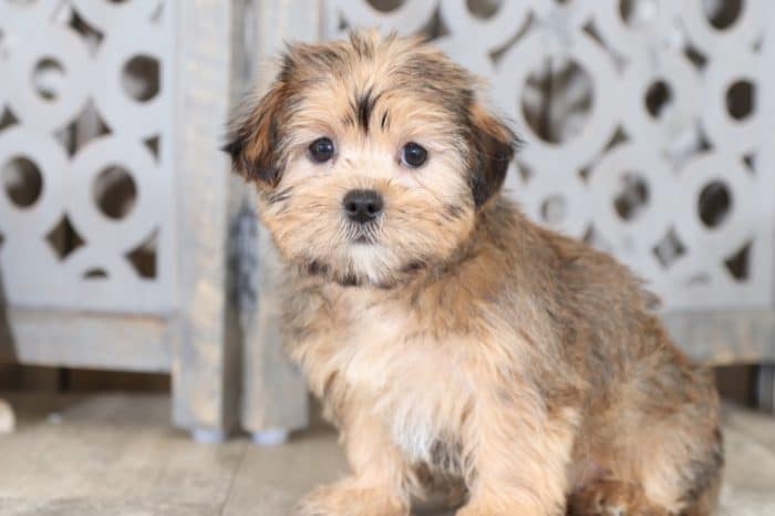 Mae - Sweet Shorkie Puppy - Image 3