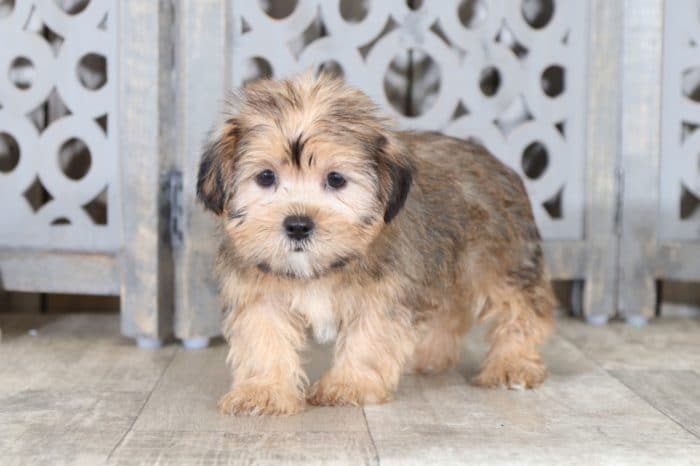 Mae - Sweet Shorkie Puppy - Image 4