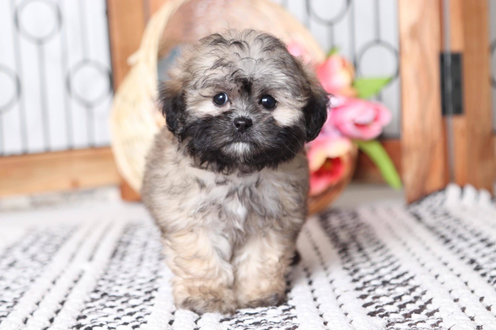 Maggie - Cutest Female Tan Teacup Teddy Bear Puppy - Puppies Online