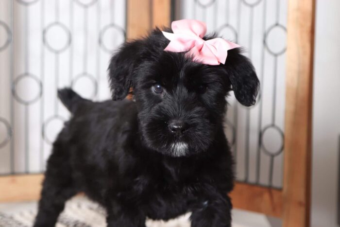 maggie4-2.jpg
