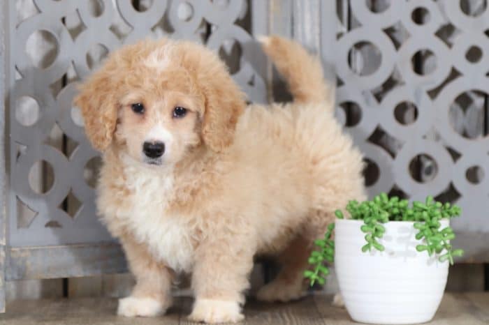 Magic - Darling, Mini Bernedoodle