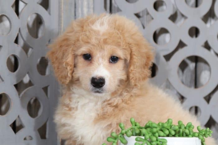 Magic - Darling, Mini Bernedoodle - Image 4