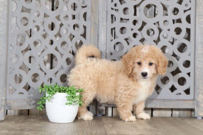 Magic - Darling, Mini Bernedoodle - Image 3