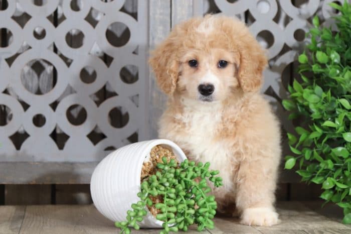 Magic - Darling, Mini Bernedoodle - Image 2