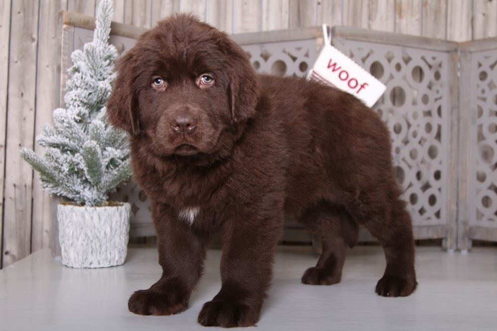 chocolate newfoundland puppy