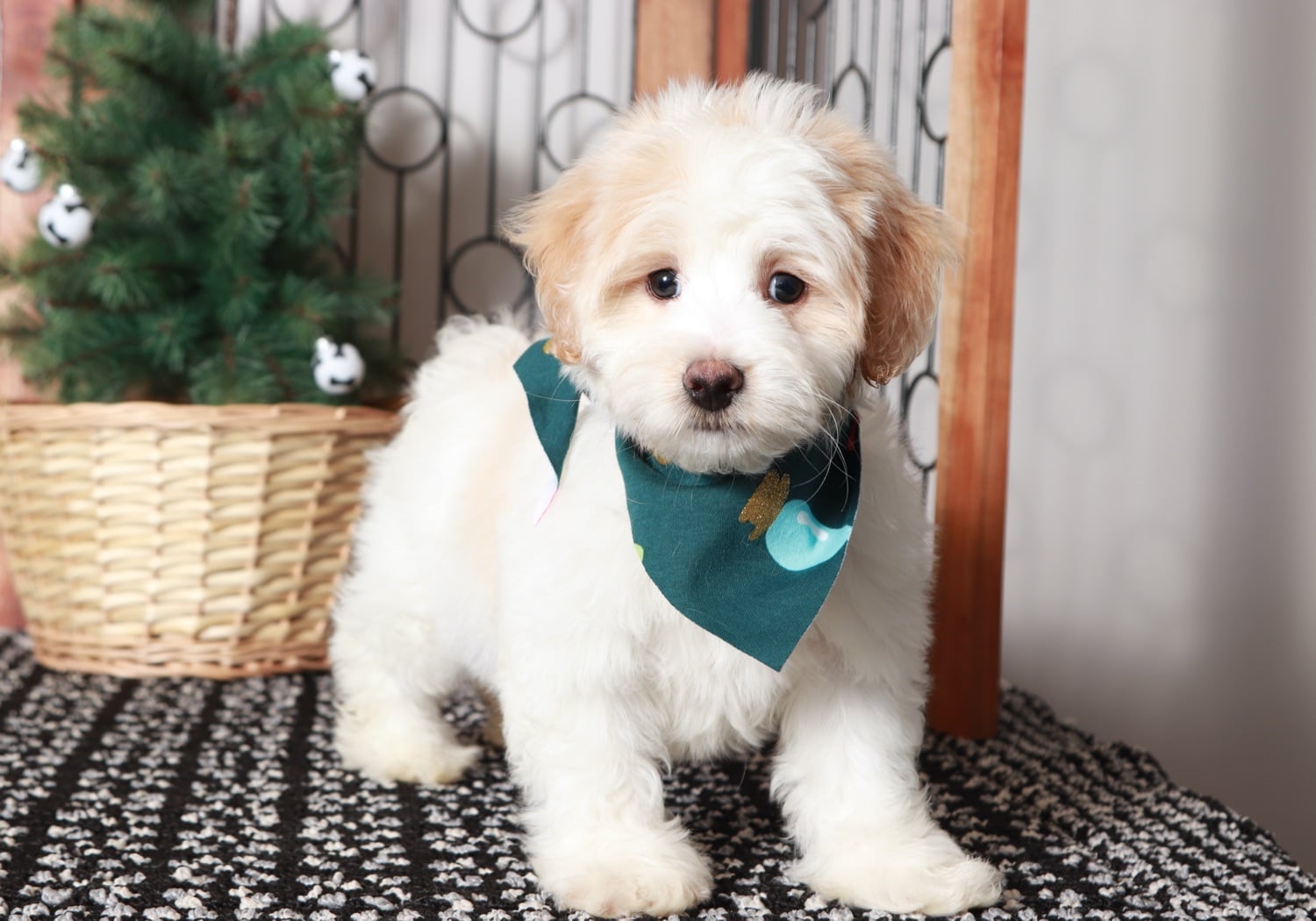 Malachi Friendly Little Male Maltipoo Puppy Puppies Online Malachi Friendly Little Male Maltipoo Puppy Puppies Online