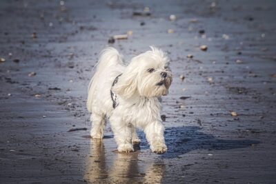 Maltese on a beach