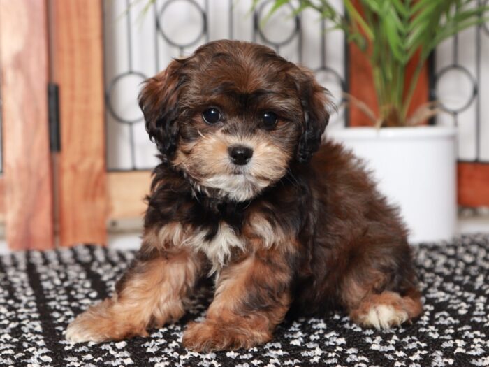 Mandy - Precious Little Female Shih-Poo Puppy