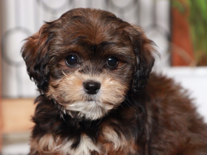 Mandy - Precious Little Female Shih-Poo Puppy - Image 2