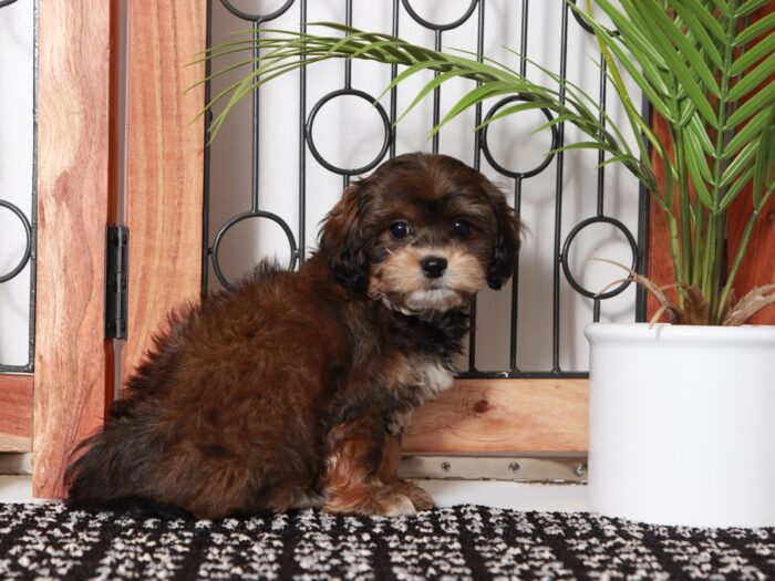 Mandy - Precious Little Female Shih-Poo Puppy - Image 3