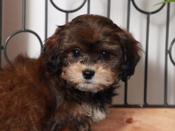 Mandy - Precious Little Female Shih-Poo Puppy - Image 4