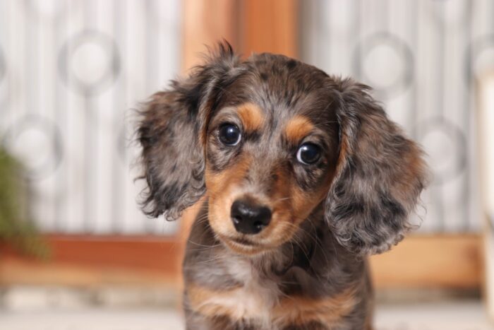 Maple - Dreamy Dapple Female Long Hair Dachshund Puppy - Image 2