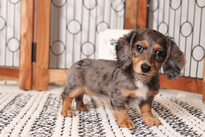 Maple - Dreamy Dapple Female Long Hair Dachshund Puppy - Image 3