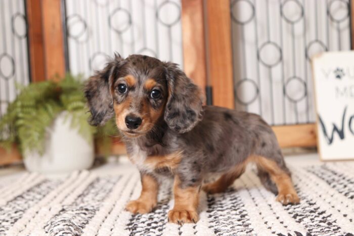 Maple - Dreamy Dapple Female Long Hair Dachshund Puppy - Image 4