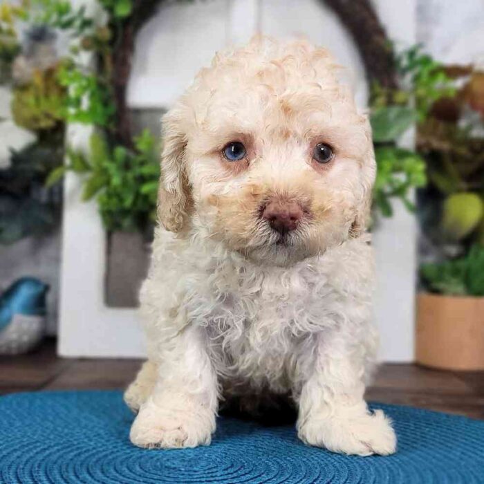 Marco - Stunning Male Miniature Poodle Puppy - Image 2