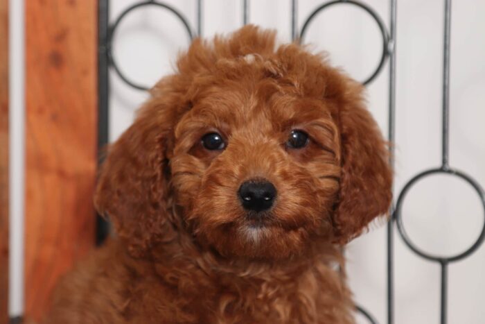 Marie- Precious Red Female F1B Mini Goldendoodle - Image 2