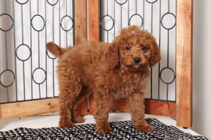 Marie- Precious Red Female F1B Mini Goldendoodle - Image 3