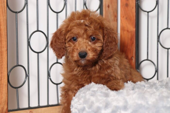 Marie- Precious Red Female F1B Mini Goldendoodle - Image 4