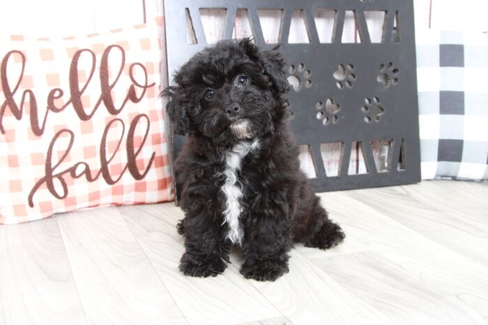 Marietta - Affectionate Female Hava-Poo Puppy