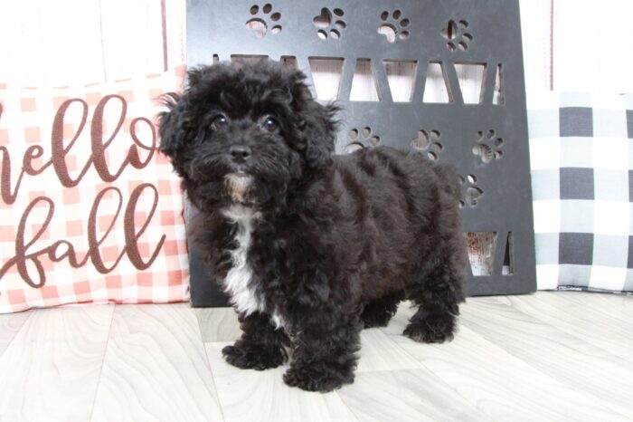Marietta - Affectionate Female Hava-Poo Puppy - Image 2