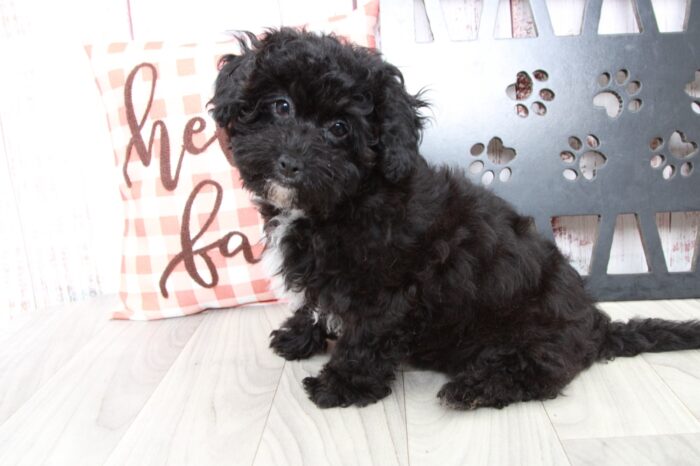Marietta - Affectionate Female Hava-Poo Puppy - Image 6