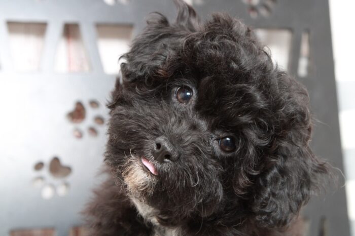 Marietta - Affectionate Female Hava-Poo Puppy - Image 5