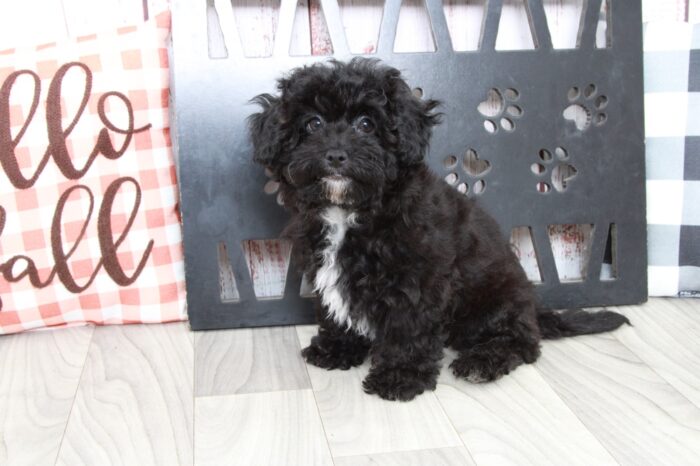 Marietta - Affectionate Female Hava-Poo Puppy - Image 4